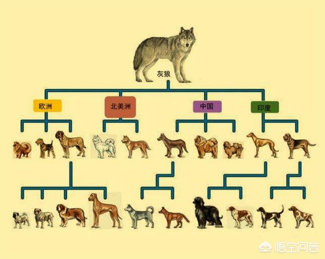 狗和狼的DNA一样吗？插图24