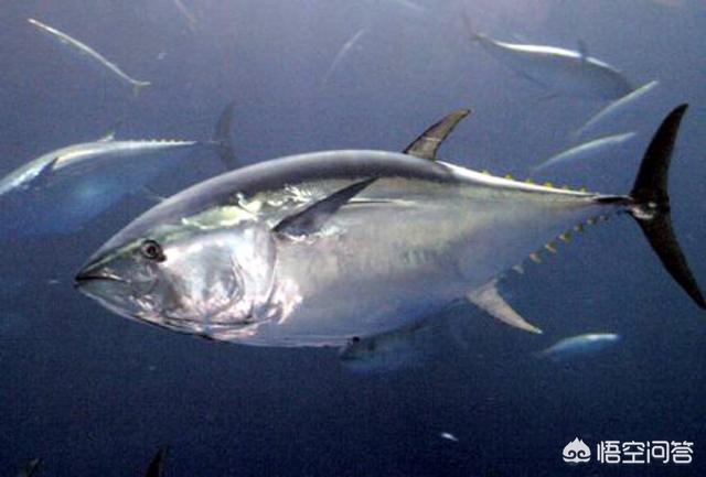 深海鱼富含营养物质有多高，深水鱼和浅水鱼的营养有什么区别吗