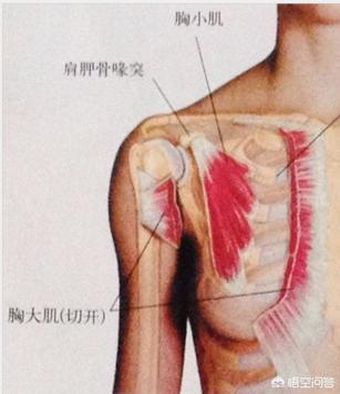 头条问答 胸肌到底有几块 要不要分上中下 43个回答