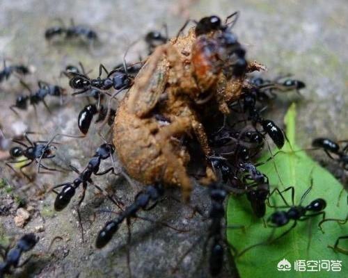 怎样养牛头犬蚁:蚂蚁在哪些阶段会危害金蝉，我们又该如何预防？