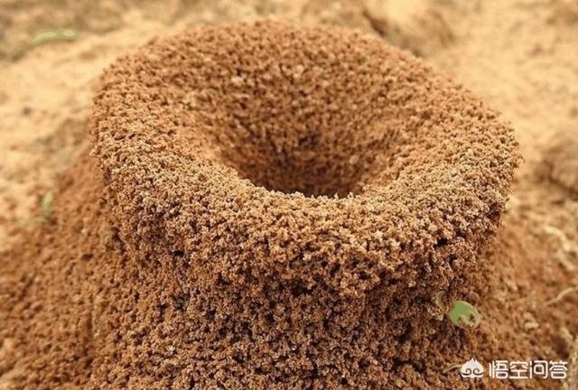 蚂蚁部落宠物蚂蚁:蚂蚁最早出现在什么时候？ 宠物蚂蚁竹节试管巢穴