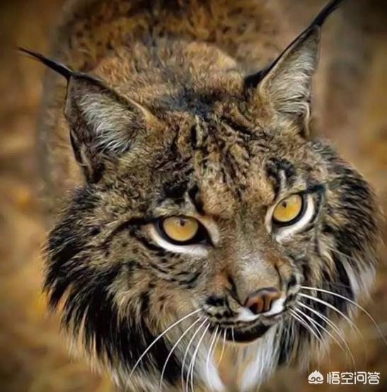 猞猁能猎杀北美灰狼:猎豹和猞猁谁厉害？为什么？