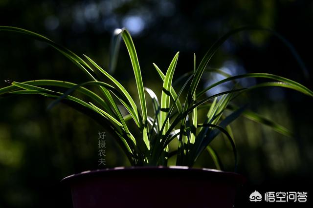 宿根兰花鼠尾草高度:刚种植的兰花要不要透水？为什么？