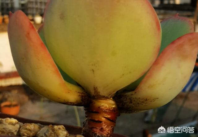 多肉景天科长生草属有哪些植物:多肉长的几种斑该怎么区分呢？