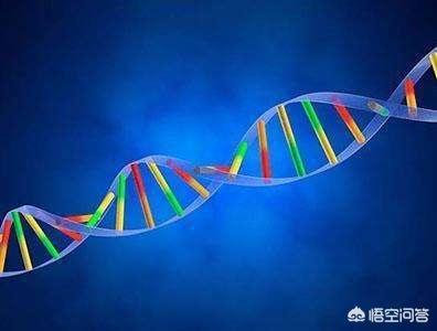为什么会有雌雄同体的动物:为什么地球上的大多数生物只有两种性别？