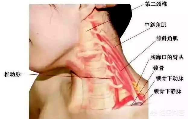 水牛背:早晨醒来双手发胀，握不拢，几分钟后就正常了，是怎么回事