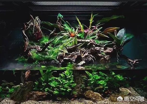 30短鲷缸造景_30方缸草缸造景图_南美短鲷缸造景