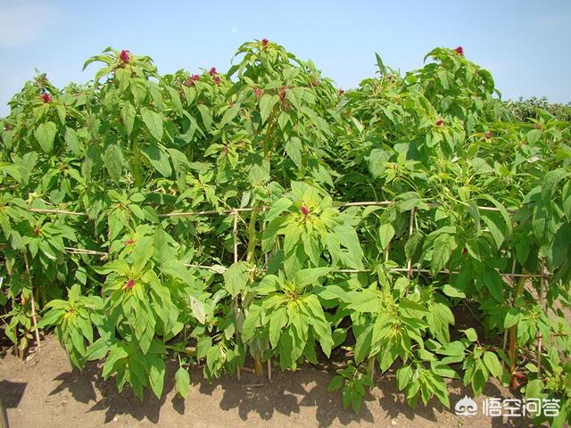 牧草种植:牧草王应该如何种植管理？