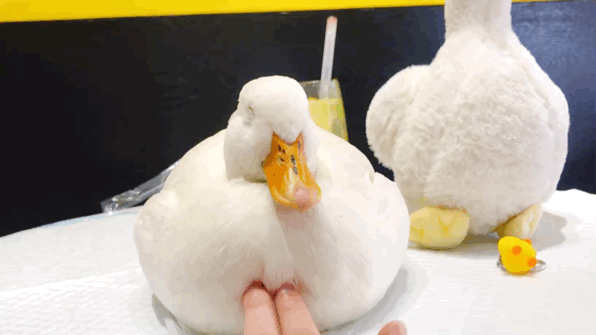 南宁狗狗咖啡厅:你们对现在流行的宠物咖啡店怎么看呢？