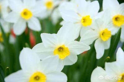 头条问答 水仙花地栽北方能过冬吗 4个回答