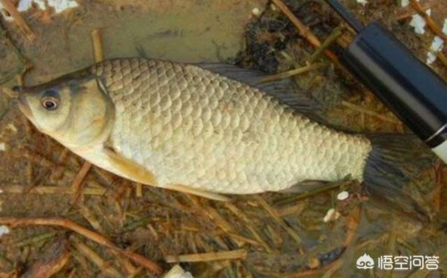 黑鳘鱼市场价格:散养500只黑山羊一年有多少利润？