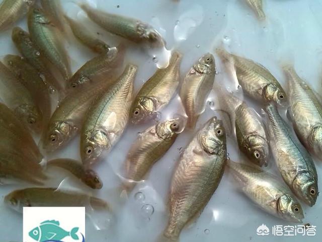 澳洲琴鸟饲养:如何利用网箱养殖澳洲宝石鲈鱼？