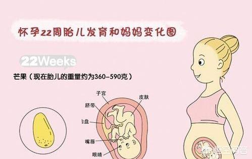 头条问答 怀孕6个月 宝宝在什么位置 仟言育儿的回答 0赞