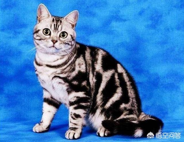 美国短尾猫:养美国短毛猫有什么好处？