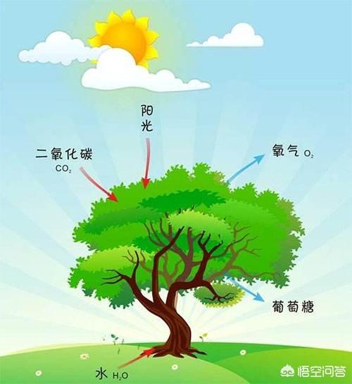 伴侣动物都能为我们做些什么:动物植物分别可以给我们提供什么？