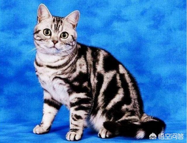 美国短毛猫图片:选纯种猫你是选英国短毛猫还是美国短毛猫、还是布偶猫呢？
