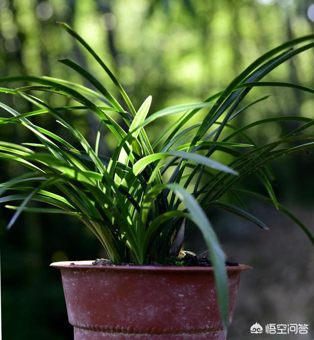 花叶芋:花叶芋的养殖方法和注意事项 野芋头煮水可以给小鸡喝吗？