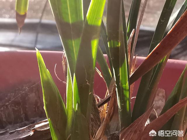 九子大花蕙兰的图片:为什么我的大花蕙兰去年开黄花，今年开红花了，奇怪？