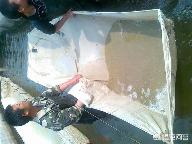 北京淡水鱼苗:北京淡水鱼苗市场 新池塘下鱼苗需要注意什么？