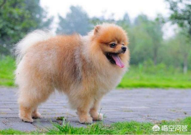 纯种博美犬好养吗:头条里有家里养着博美的吗？需要详细了解下，博美好养嘛？