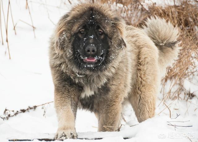 世界上最大的藏獒王大战狼:散养藏獒和北美大灰狼之间的战斗力相差多大？有何依据？