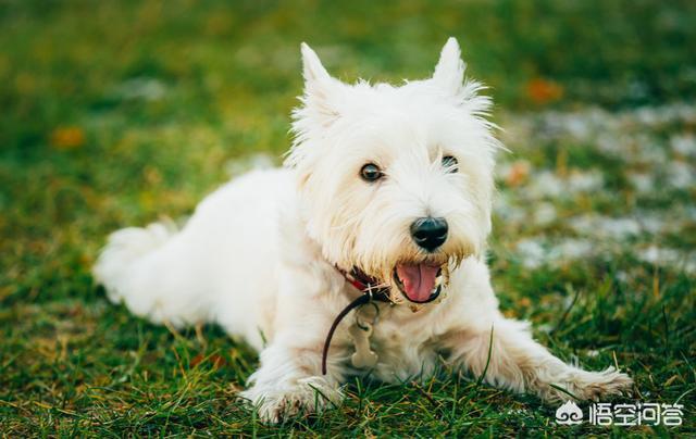 边境梗缺点:边境梗吧 边境牧羊犬的缺点有哪些？