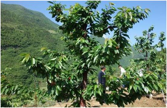 秋田蕗南方能种吗:车厘子适合在南方种植吗？怎么种植好？