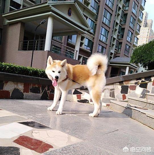 美系秋田犬性格和缺点:金毛、二哈和秋田养哪个好？