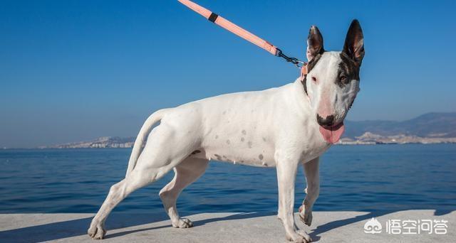 格力犬价格:有哪些狗狗在冬天一定要给穿衣服？ 格力犬价格多少钱
