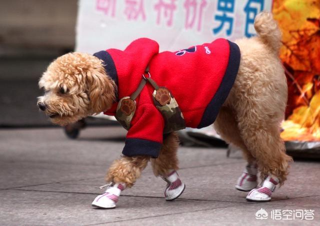 宠物服饰狗狗服装:你会不会给狗狗穿漂亮的衣服？