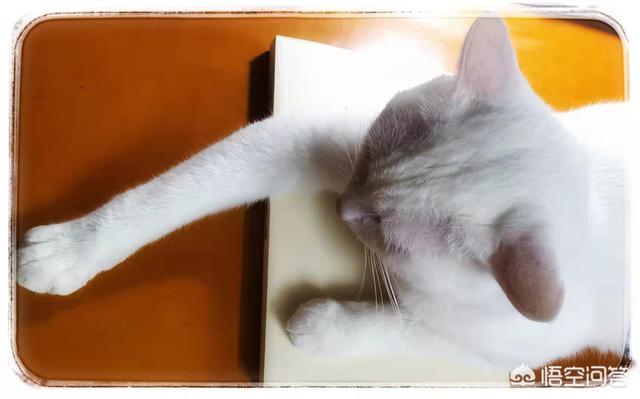 猫的铲屎官是什么意思是什么:猫咪的铲屎官是啥意思 猫咪对主人的情感表达信号，大家了解吗？