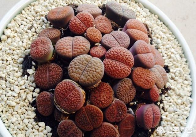 石花长什么样子图片,生石花三年后还能长大吗？