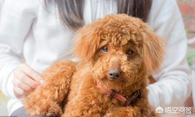 萨摩犬佝偻病症状:秋季泰迪犬最容易出现什么疾病？