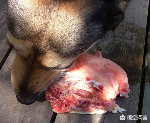 日本银狐犬 吃生肉:银狐犬吃什么排便快，银狐犬吃什么按时大便？