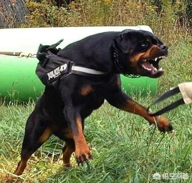 德国洛威犬图片:为什么德牧被禁养了以后，还有很多人喜欢饲养？