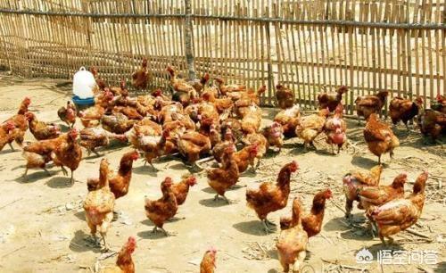 药物中毒症状:养鸡服药过量可致鸡死亡吗？