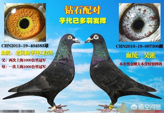 楚雄太阳鸟赛鸽中心:饲养赛鸽，养“太阳鸟”比赛合适吗？