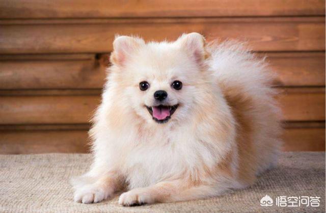 京巴犬怎么养:哪些狗狗心眼最小，最爱记仇？