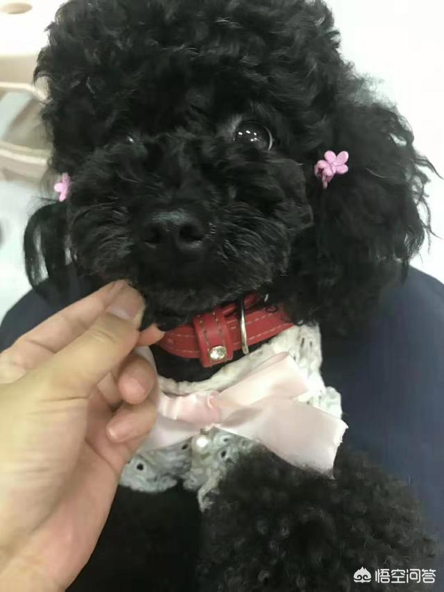 白贵宾犬美容造型图片大全:纯黑色泰迪怎么打扮好看？