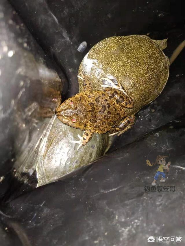 土王八吃什么:甲鱼一般在什么时候吃食？