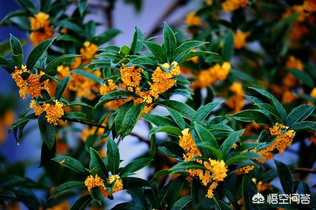 室内净化空气的植物:哪些植物可以净化室内空气？