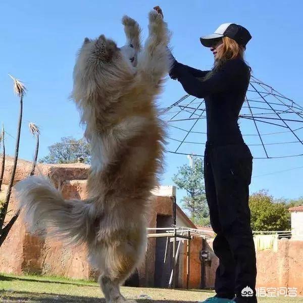 话说有人记得比高犬吗总觉得他是恭子最后知...:“燕知寒门，狗知新婿”是什么意思？有科学道理吗?