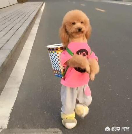 悟空问答 贵宾犬最容易得哪些病 小皮说宠物的回答 0赞