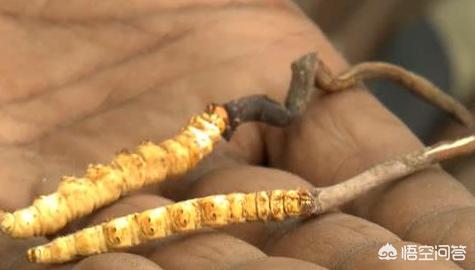 具有养生功效的饰品,高端滋补养生的补品有哪些好选择？