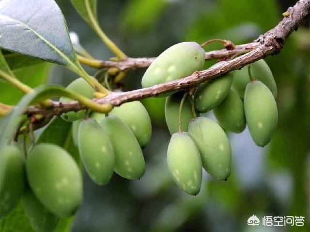 桂花树种子:桂花树种子采收后怎么播种？发芽后能开花吗？要几年才能开花？