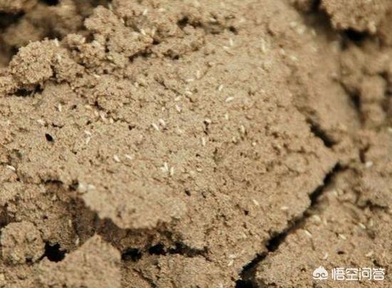 人工繁殖小懒猴:人工养殖金蝉是如何孵化的？