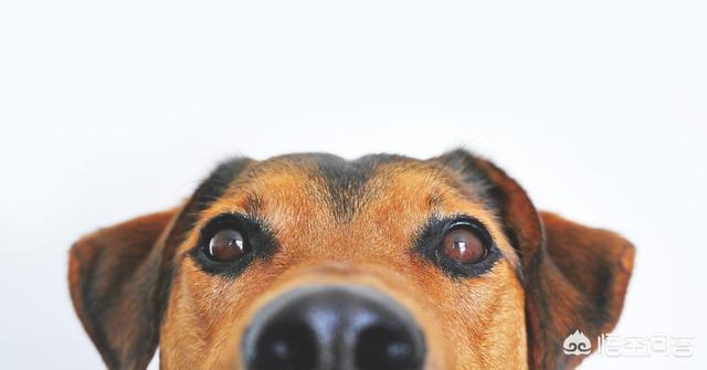 舔舐阴囊自慰皮炎:狗狗过敏性皮炎怎么用药？