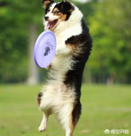 狗狗健康成长100问:想狗狗健康，需要做哪些事？