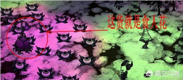 食人花吃人:世界上真的有所谓的食人花吗