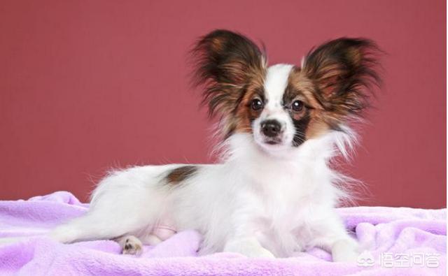 蝴蝶犬会看家吗:为什么说养狗不养蝴蝶犬？